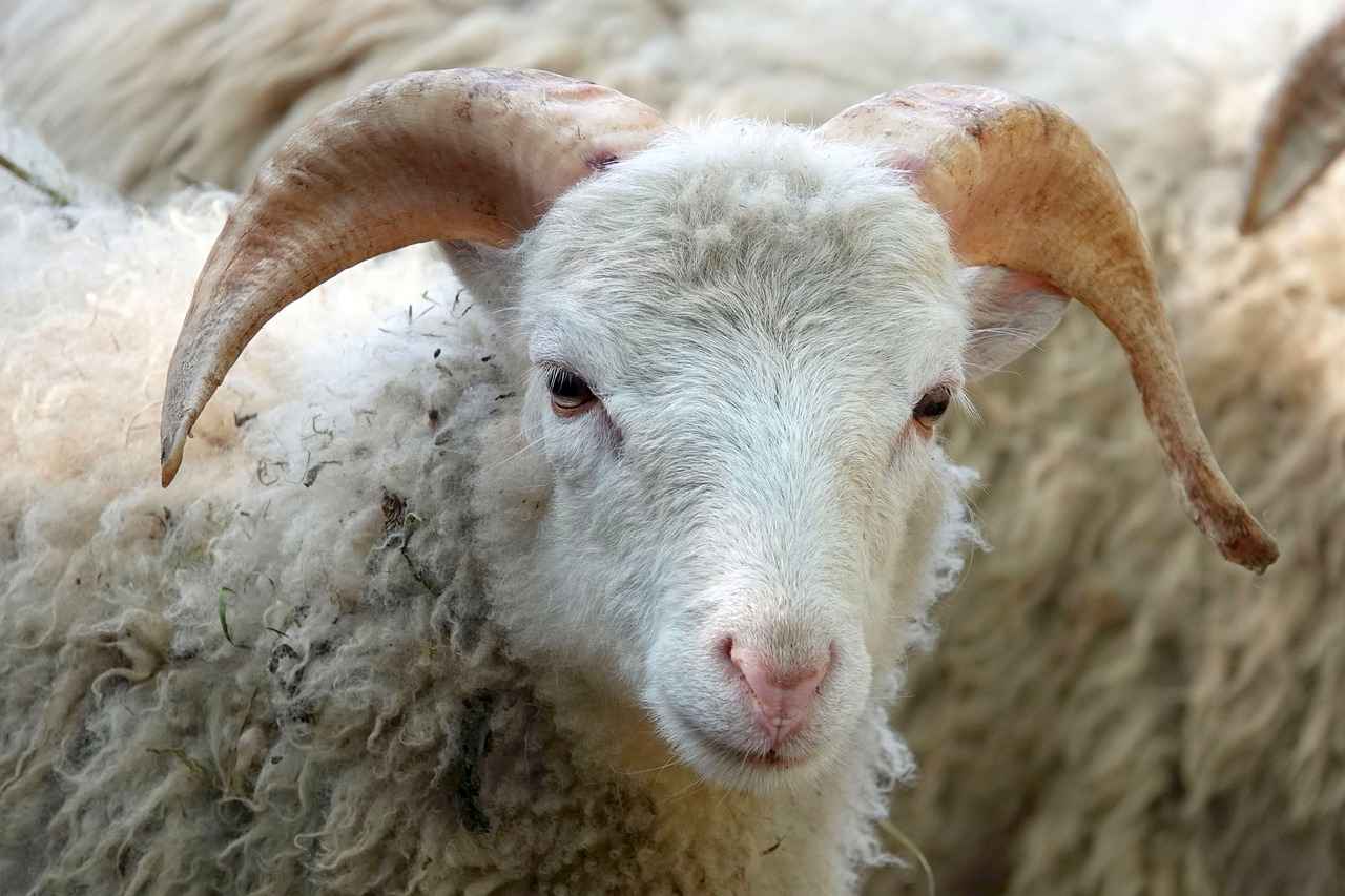 Hamilelik Testinin Fiziksel Sağlık Üzerindeki Etkileri